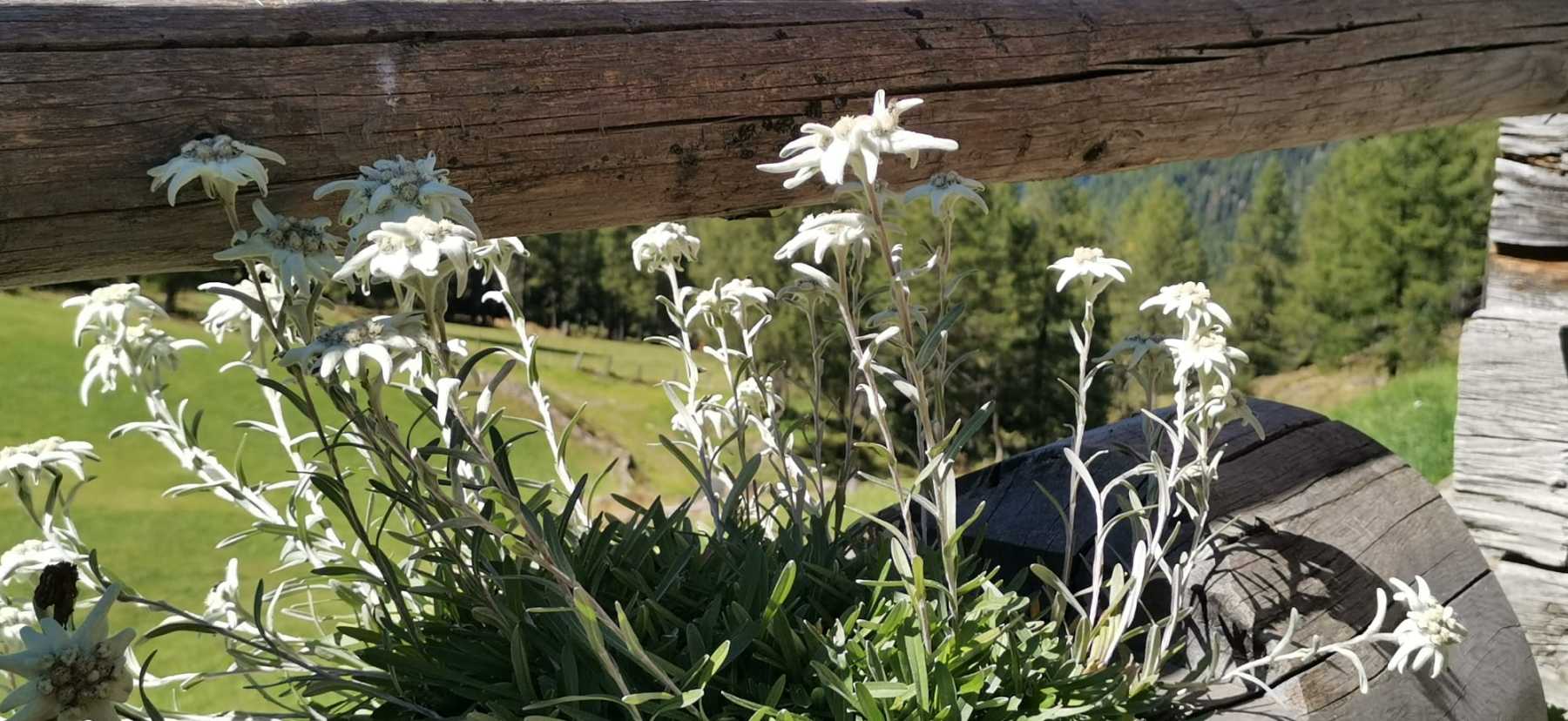 3c