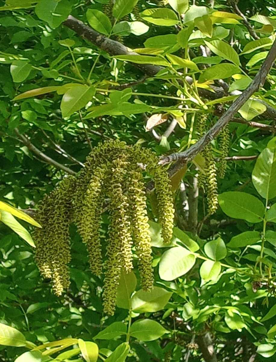 IMG-20260417-WA0009